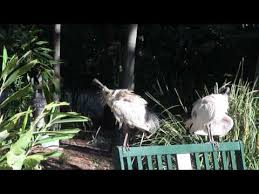 (Threskiornis molucca) on