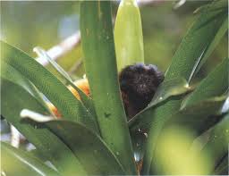 (Leontopithecus caissara)