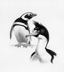 (Spheniscus magellanicus),