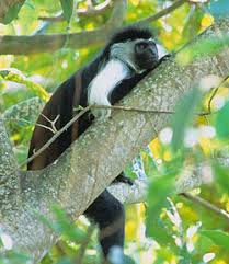 Colobus angolensis