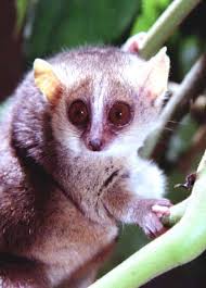 (Microcebus myoxinus)