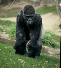 Lowland Gorilla) (Gorilla