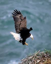 Haliaeetus leucocephalus