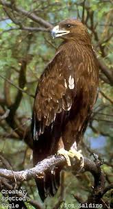Aquila clanga Greater Spotted
