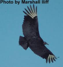Black Vulture Coragyps atratus
