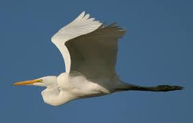 Ardea-alba-001.jpg‎ (800 × 509