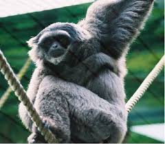 Moloch Gibbon (Hylobates