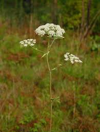 Angelica venenosa plant