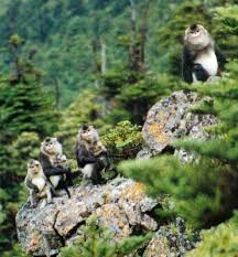 学名为Rhinopithecus bieti