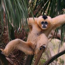 (Hylobates leucogenys) by