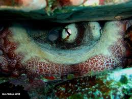 Santo Tomé y Príncipe: Octupus