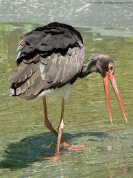 Black Stork ( Ciconia nigra )