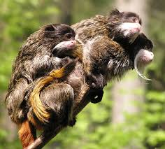 Saguinus imperator