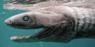 Frilled shark