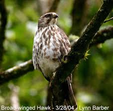 Broad-winged Hawk (Buteo