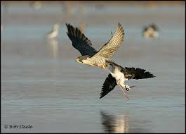 Falcon (Falco peregrinus)