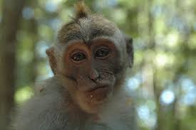 Macaca fascicularis