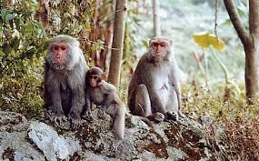 Wushan Macaca Cyclopis