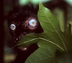 subspecies (Eulemur macaco