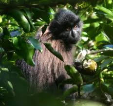 Lophocebus albigena johnstoni