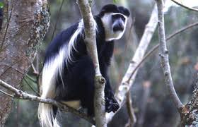 Macaco Colobo ou Colubus comum