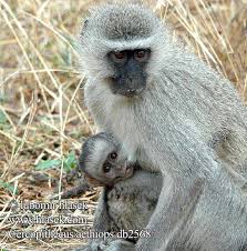 Singe vervet Groene meerkat