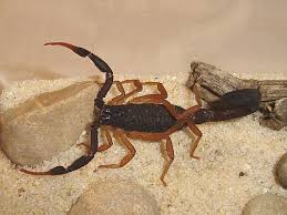 Scorpion from Chiapas in its