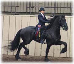 awesome saddleseat horse? Maybe lol