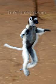 Propithecus verreauxi