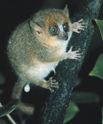 Microcebus murinus