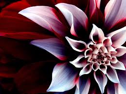 capture of our nature
