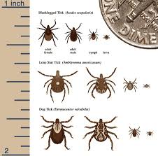 DVBID: Blacklegged Tick | CDC
