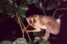 Primate Gallery - LORIDAE