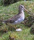 Puna Snipe, Gallinago andina
