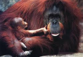 Pongo pygmaeus pygmaeus