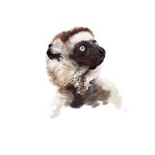 Caption: Propithecus verreauxi