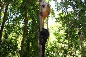 lemurs - Eulemur macaco