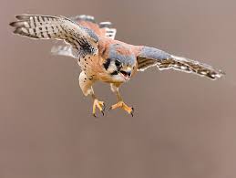 kestrel - Falco sparverius
