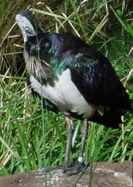 Ibis (Family: