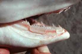 (Heptranchias perlo)