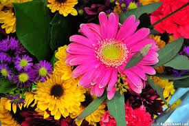Flowers ...