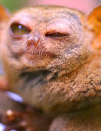 That Flaming Tarsius syrichta