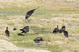 Puna Ibis Plegadis ridgwayi