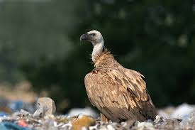 three Gyps species,
