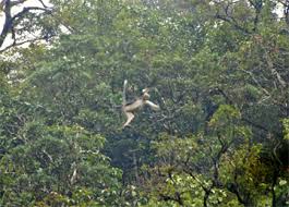 (Rhinopithecus avunculus),