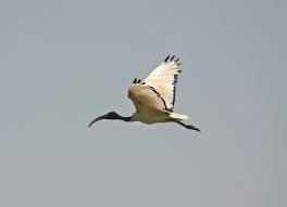 Threskiornis aethiopicus