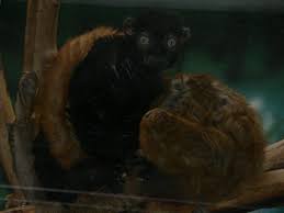 File:MP-Eulemur macaco