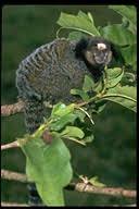 Callithrix penicillata
