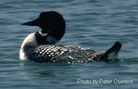 Order Gaviiformes Loons
