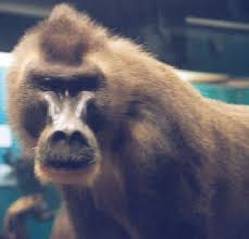 Drill (Mandrillus leucophaeus)